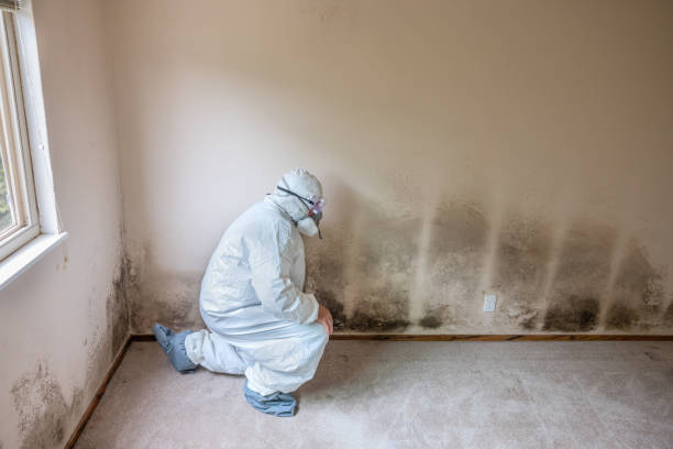 Best Home Mold Removal  in Margate, FL