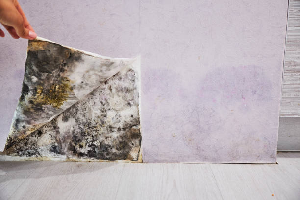Best Crawl Space Mold Removal  in Margate, FL